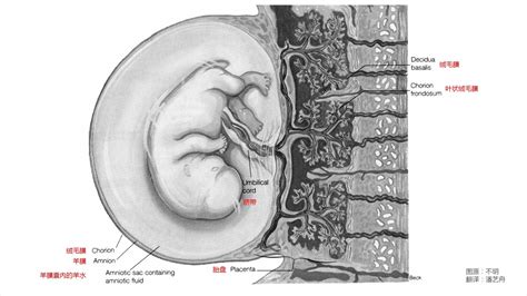 酉 方位 胎盘是怎么形成的
